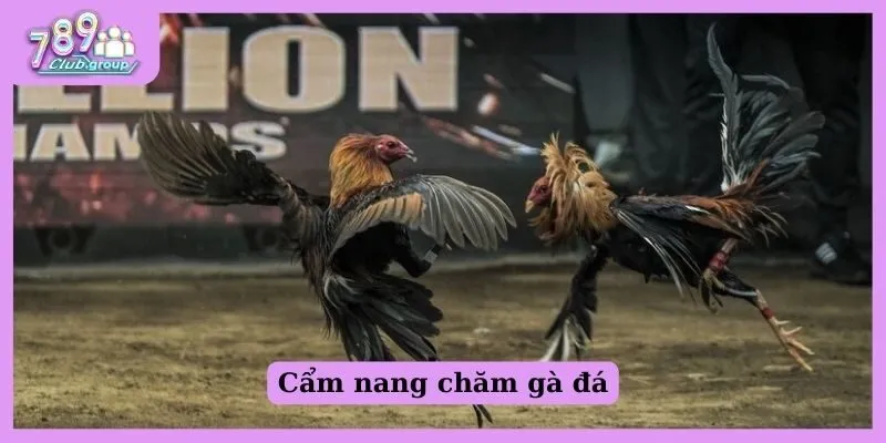 Cẩm nang chăm gà đá