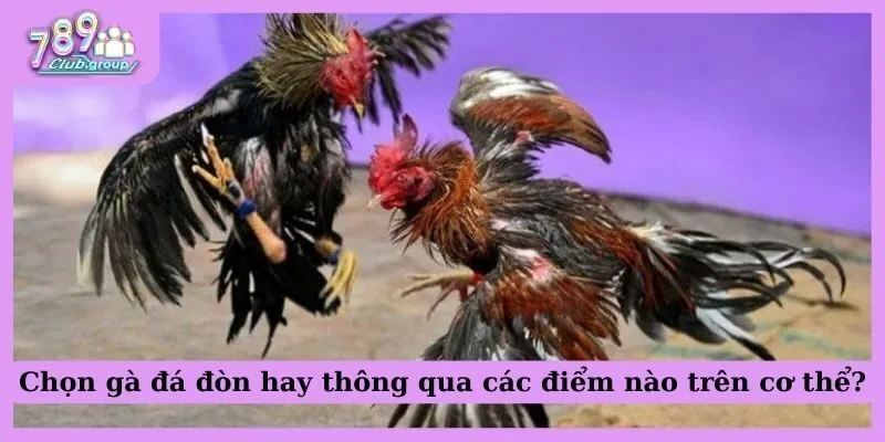 Chọn gà đá đòn hay thông qua các điểm nào trên cơ thể?