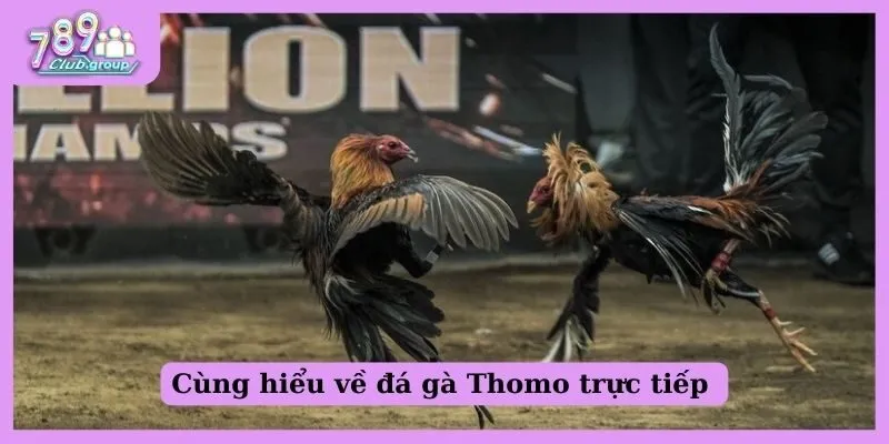 Cùng hiểu về đá gà Thomo trực tiếp 