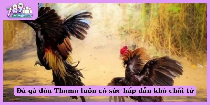 Đá gà đòn Thomo luôn có sức hấp dẫn khó chối từ