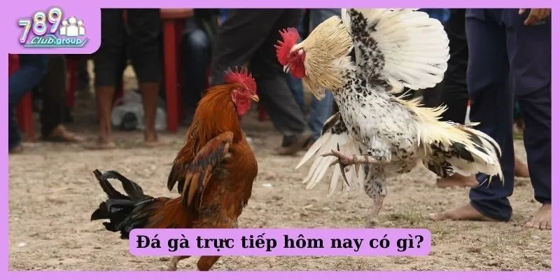 Đá gà trực tiếp hôm nay có gì?