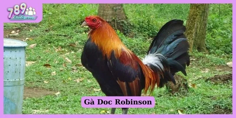 Gà Doc Robinson