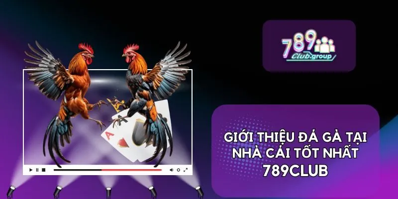 Giới thiệu đá gà tại nhà cái tốt nhất - 789CLUB