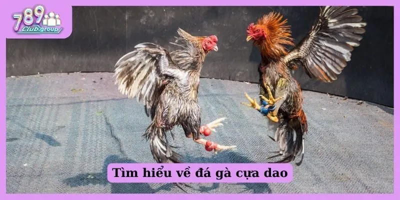 Tìm hiểu về đá gà cựa dao