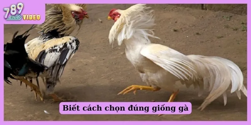 Biết cách chọn đúng giống gà