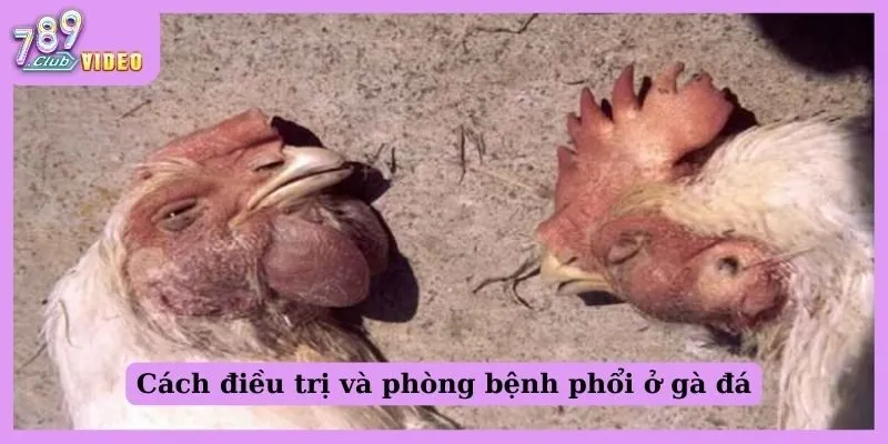 Cách điều trị và phòng bệnh phổi ở gà đá