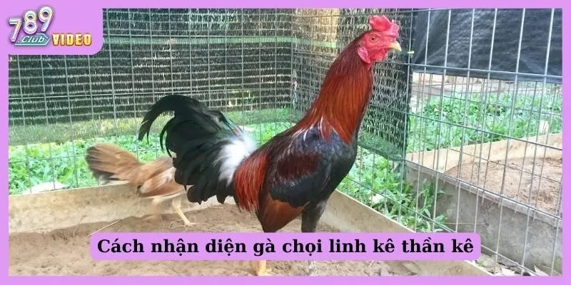 Cách nhận diện gà chọi linh kê thần kê