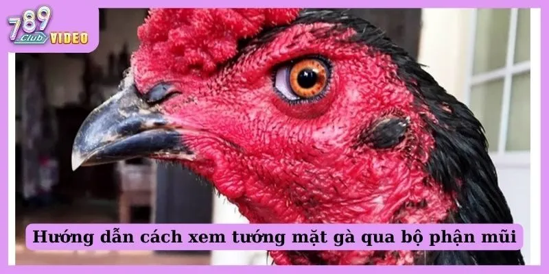 Hướng dẫn cách xem tướng mặt gà qua bộ phận mũi