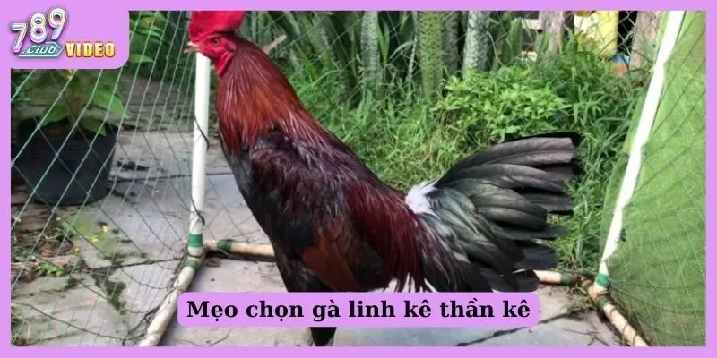 Mẹo chọn gà linh kê thần kê