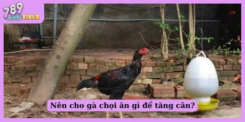 Nên cho gà chọi ăn gì để tăng cân?