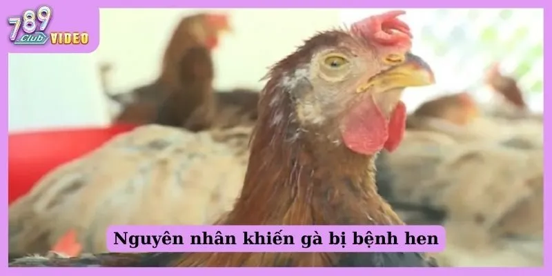 Nguyên nhân khiến gà bị bệnh hen