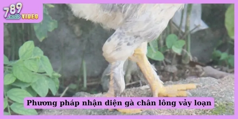 Phương pháp nhận diện gà chân lông vảy loạn