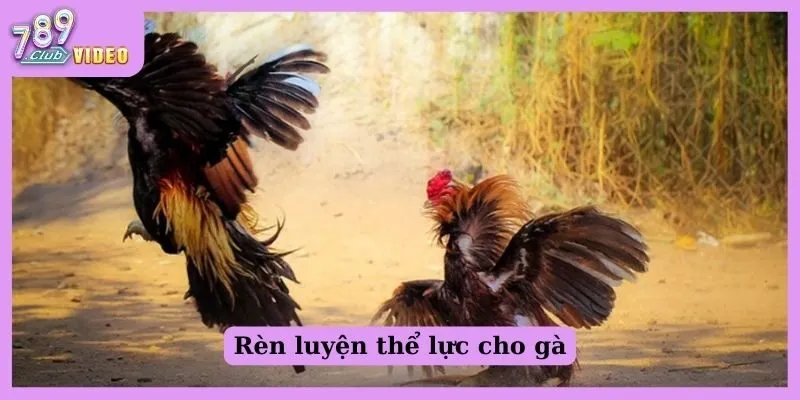 Rèn luyện thể lực cho gà