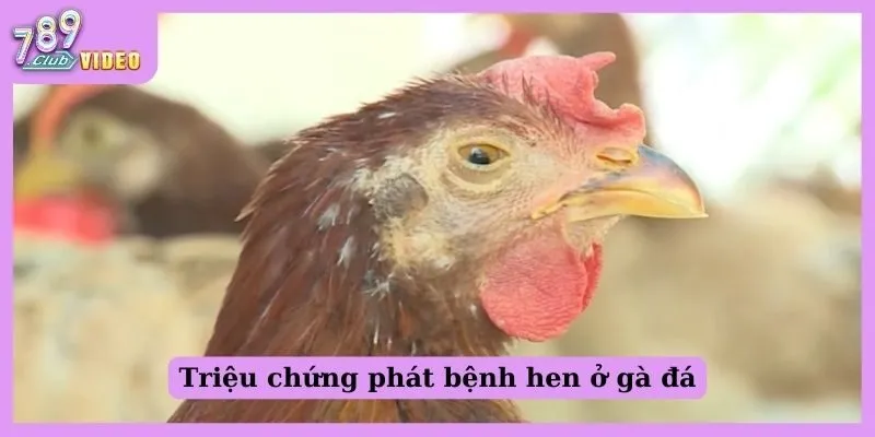 Triệu chứng phát bệnh hen ở gà đá